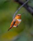 A rufous hummingbird perched looks on. Art Print